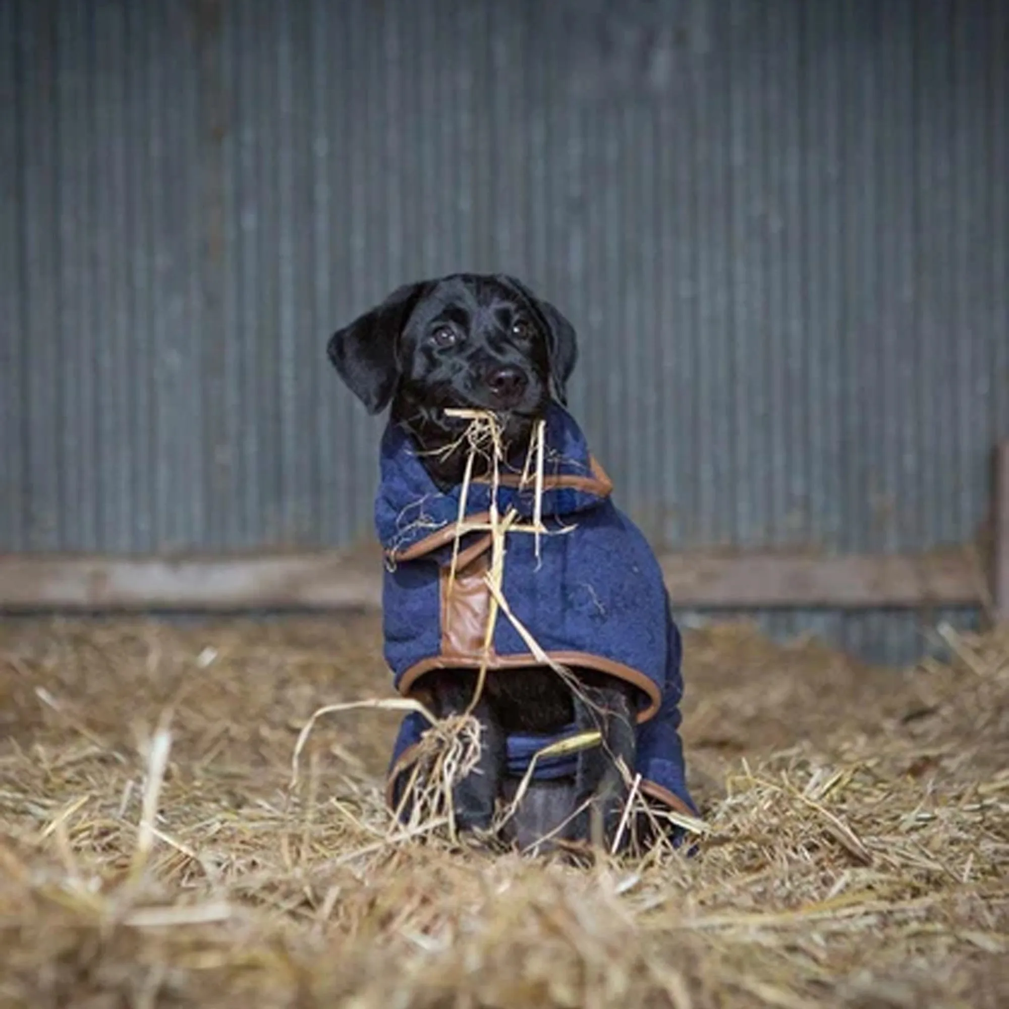 Ruff & Tumble Country Dog Drying Coat